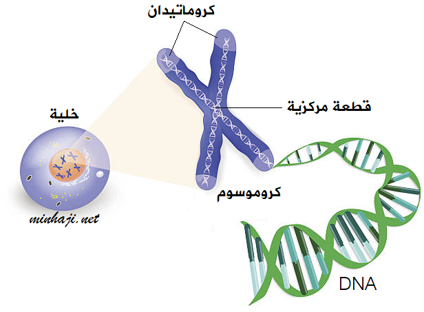 تركيب DNA تركيب DNA